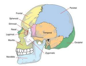 Cranial